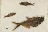 Multiple Fossil Fish (Diplomystus & Knightia) - Wall Mount #300107-1